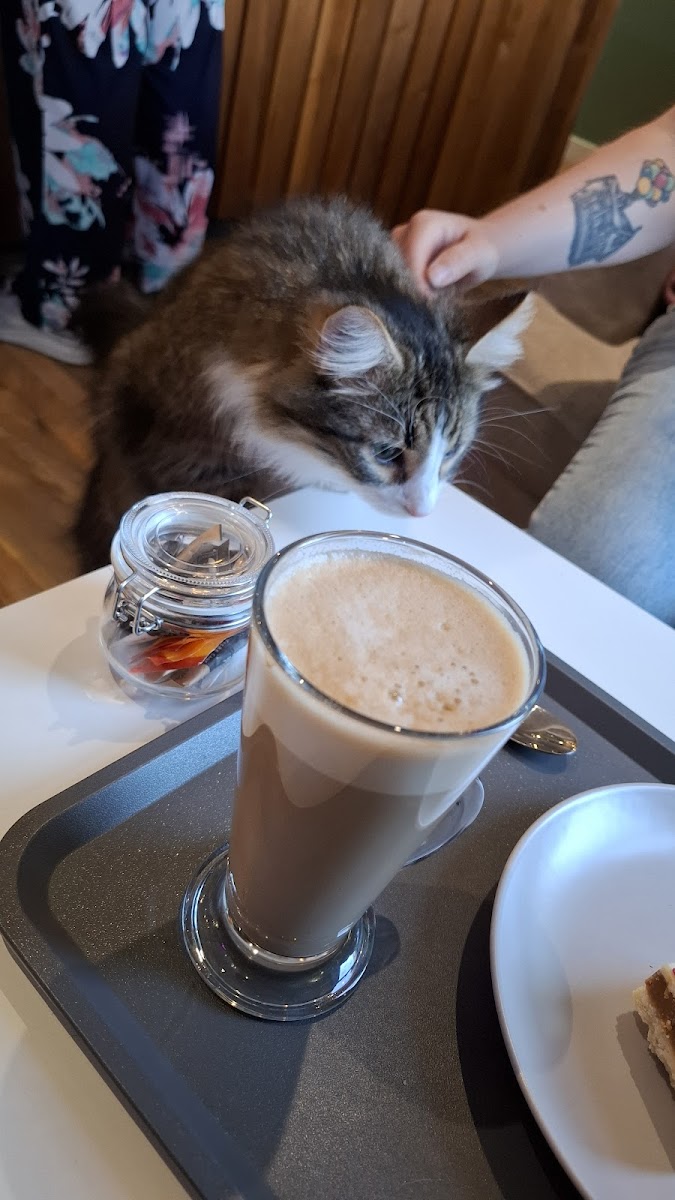 Kitty Cat Cafe - 6