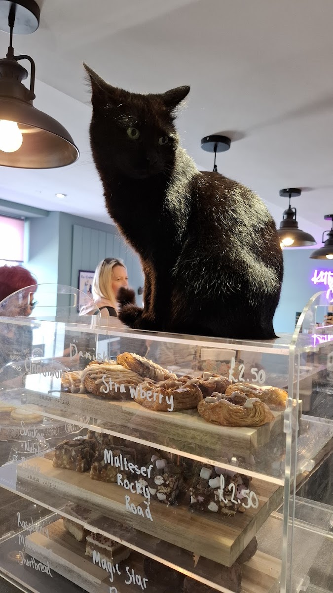Kitty Cat Cafe - 7