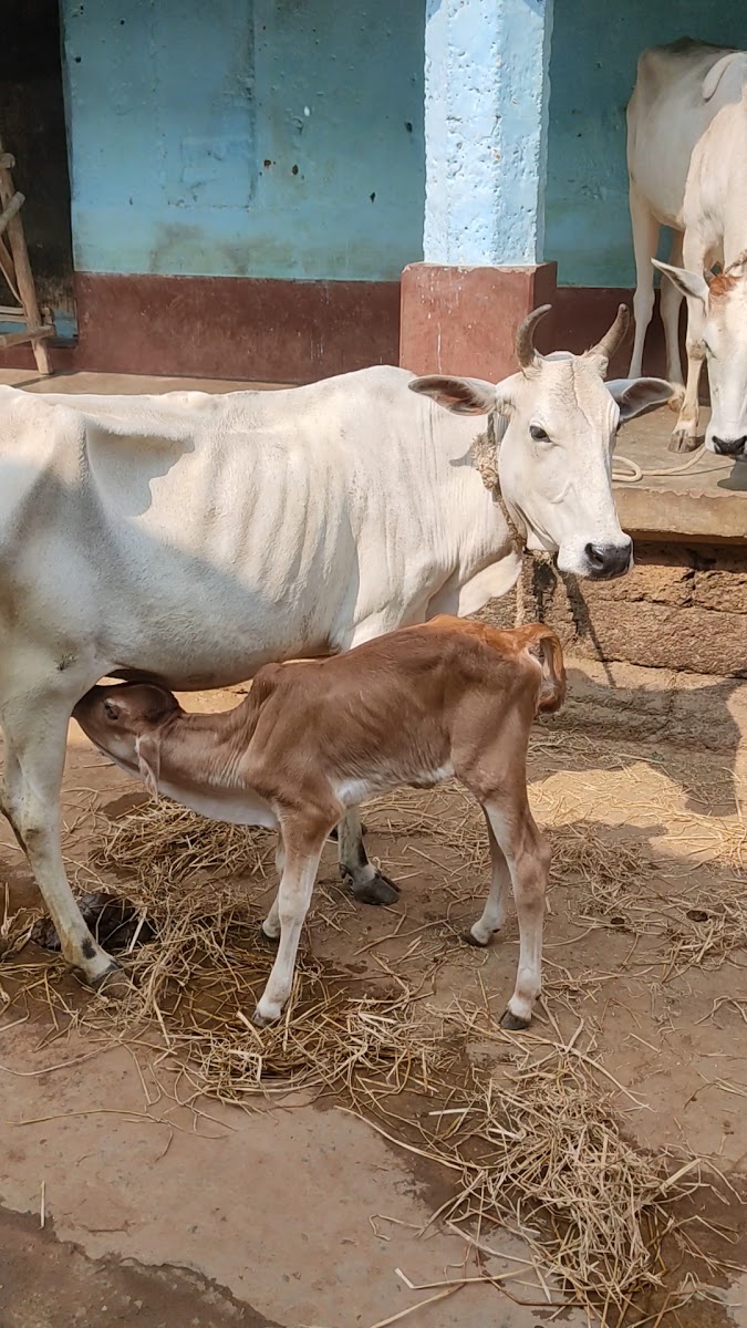 Khilamunda Cyber Cafe