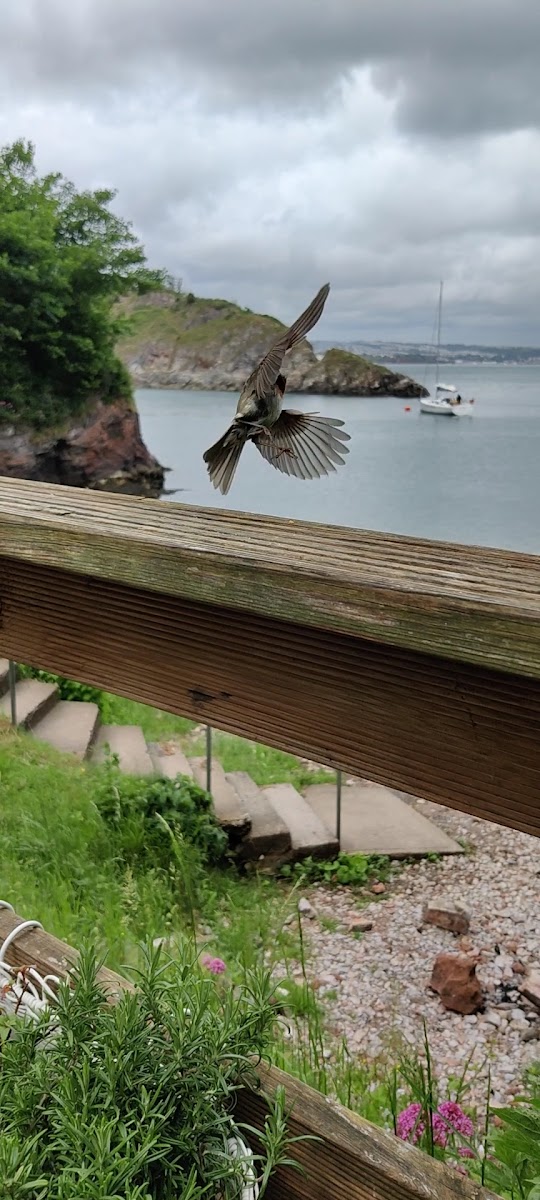 Fishcombe Cove Cafe/Bar - 2
