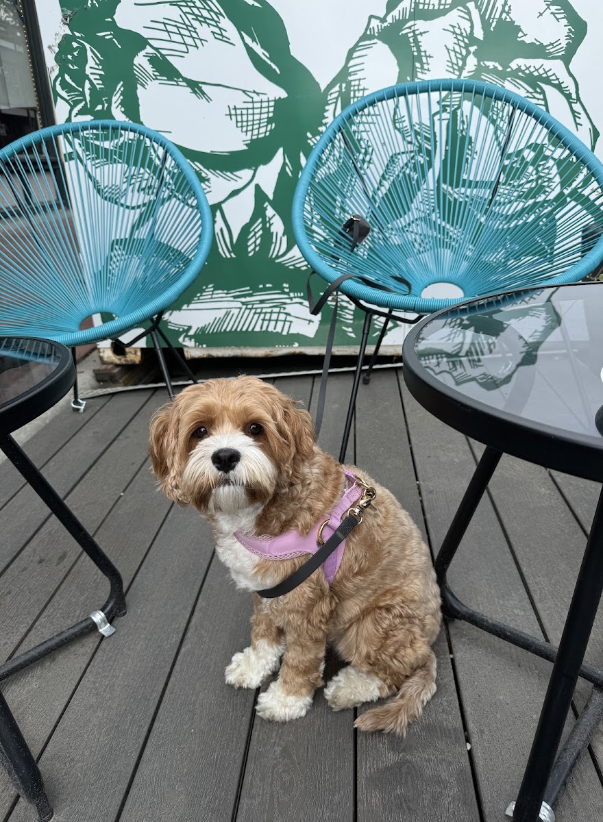 Oolong Tea Shop Inglewood - 4