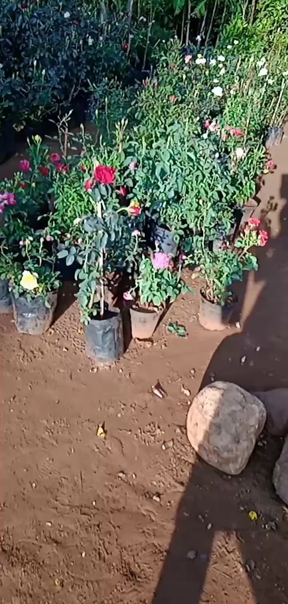 RTC Manasa Hotel - 4