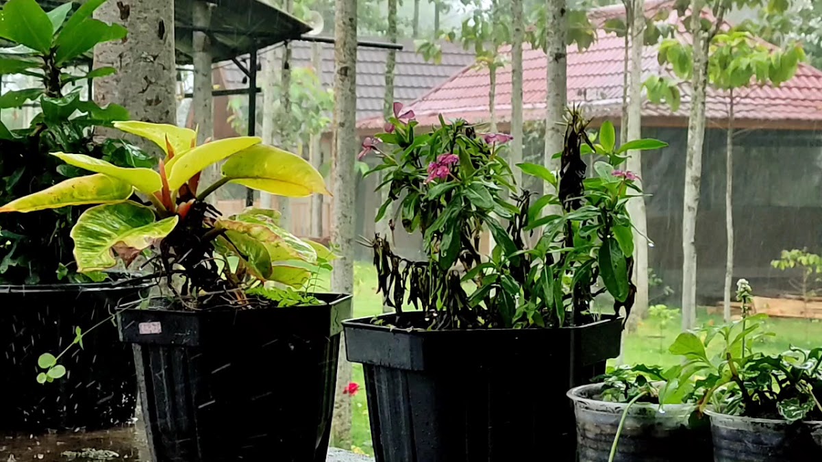 Kopikey Sembalun - 2