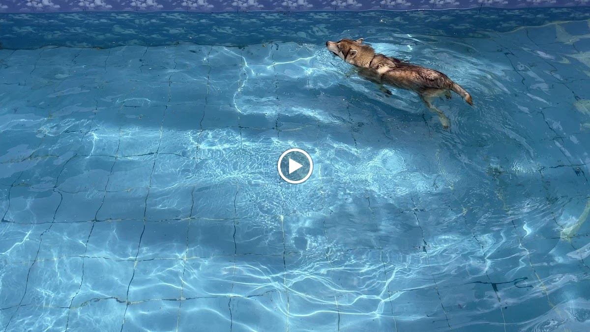 DogTown Club - 4