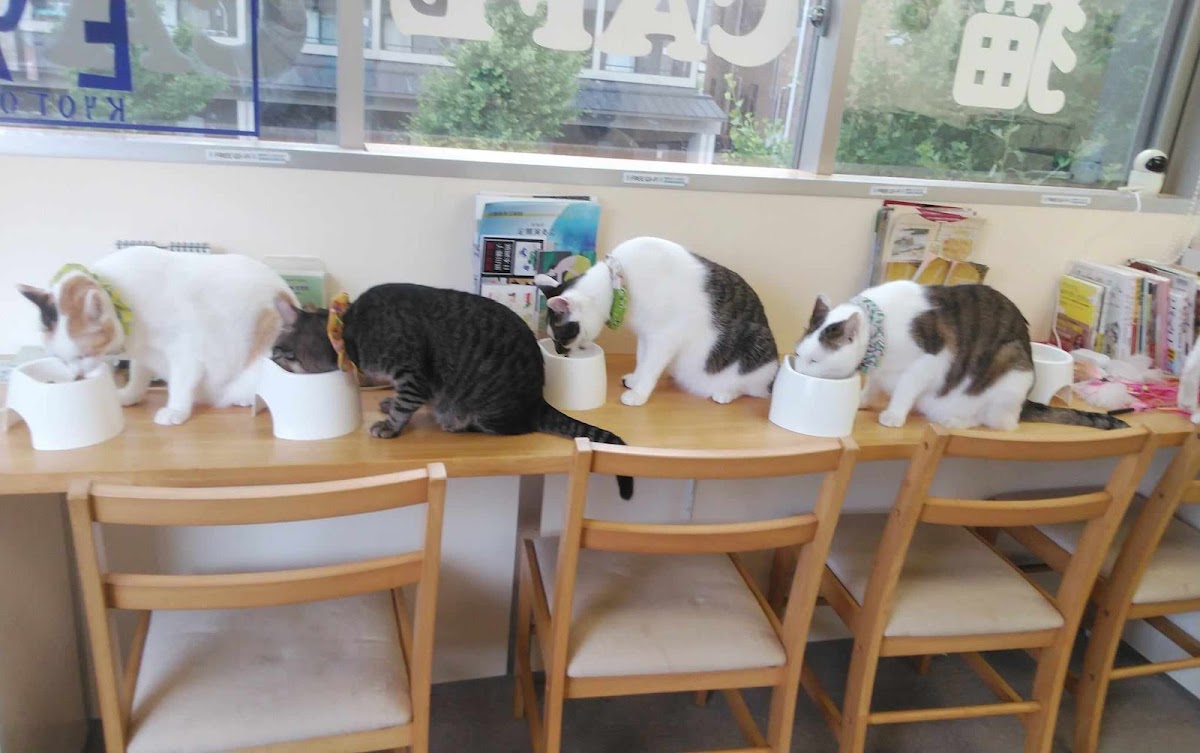 Cat's Cafe Gallery Cat's Eye