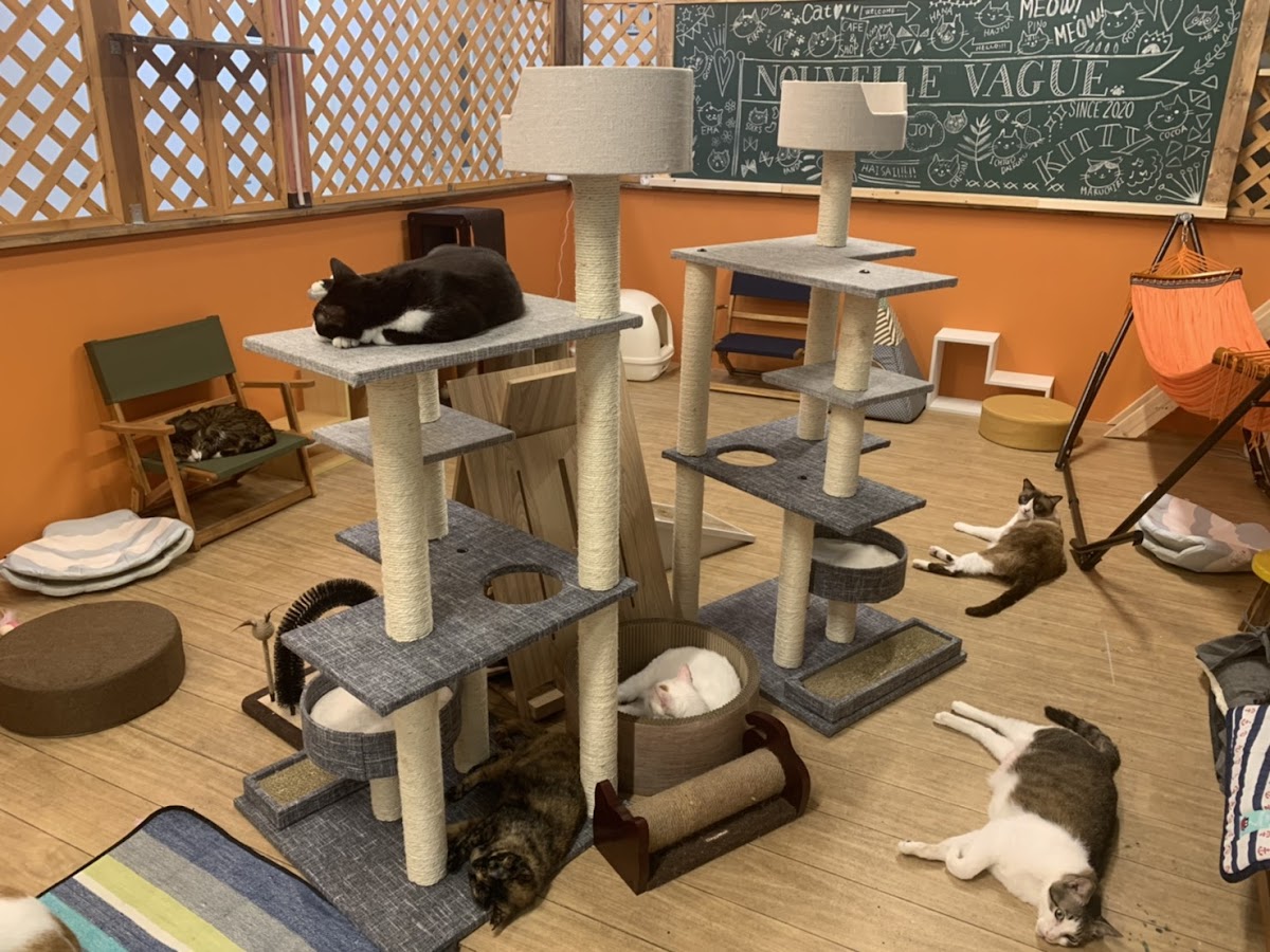 Cat Cafe Nouvelle Vague