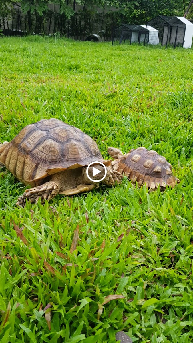 Turtle Rabbit Cafe - 2