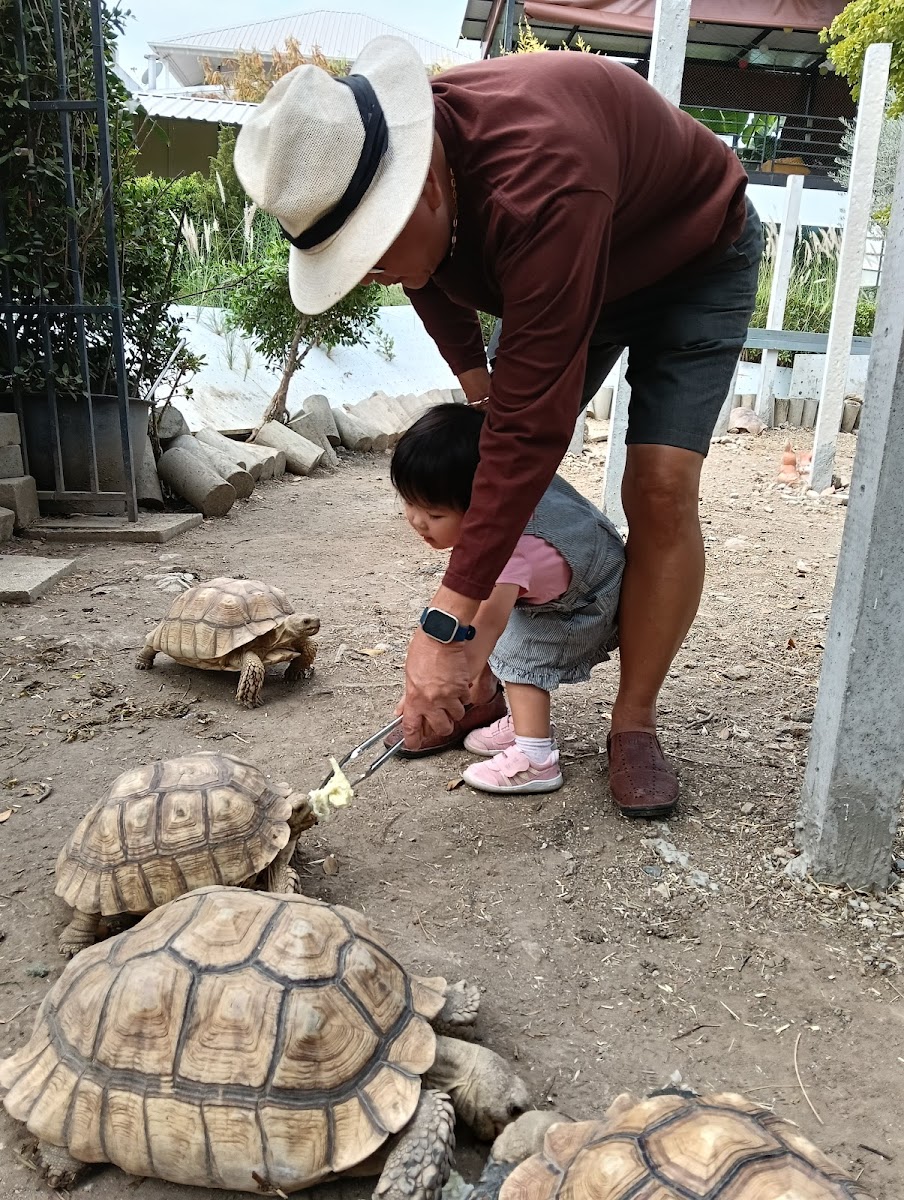 Turtle Rabbit Cafe - 4