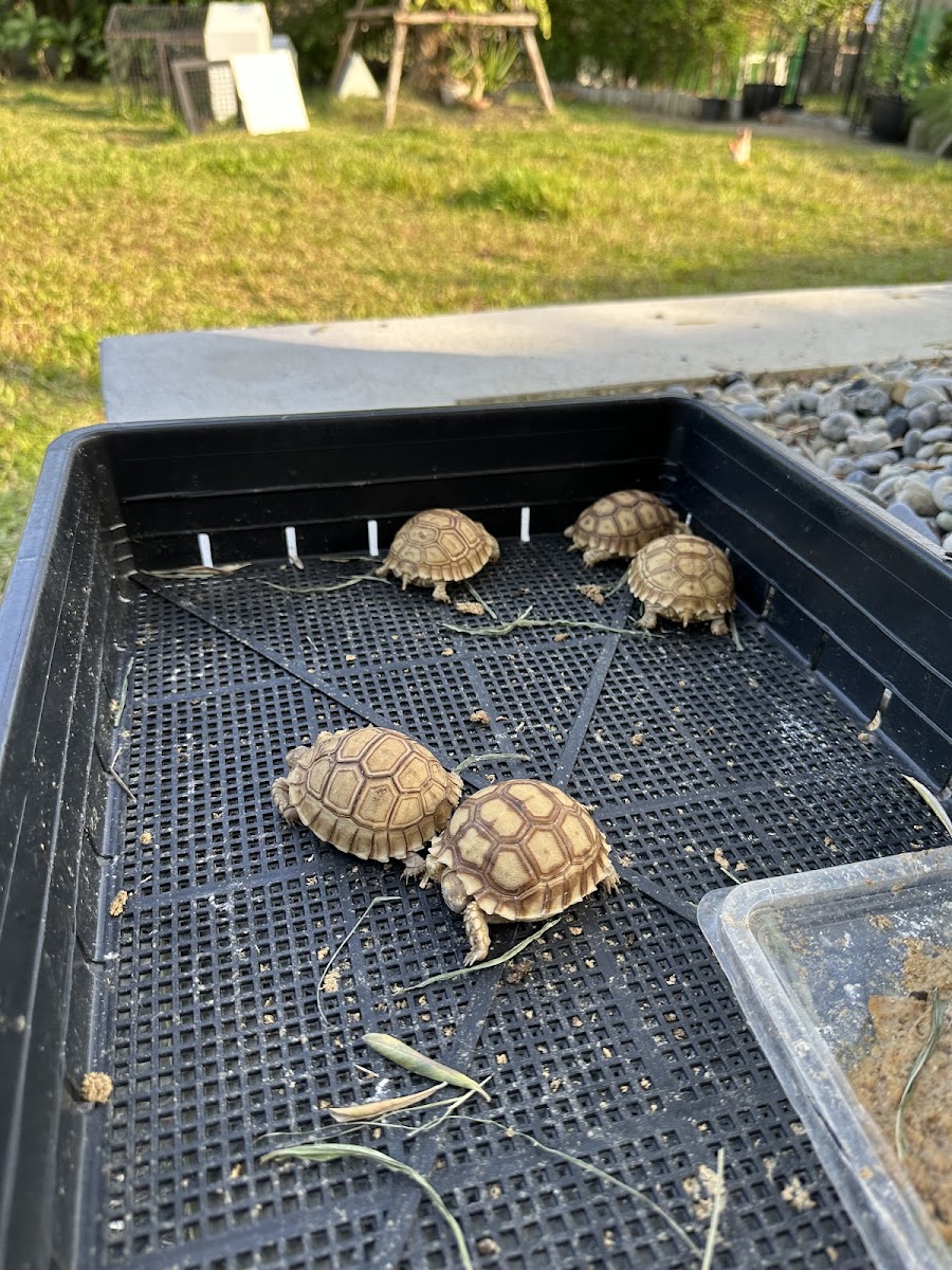 Turtle Rabbit Cafe - 7