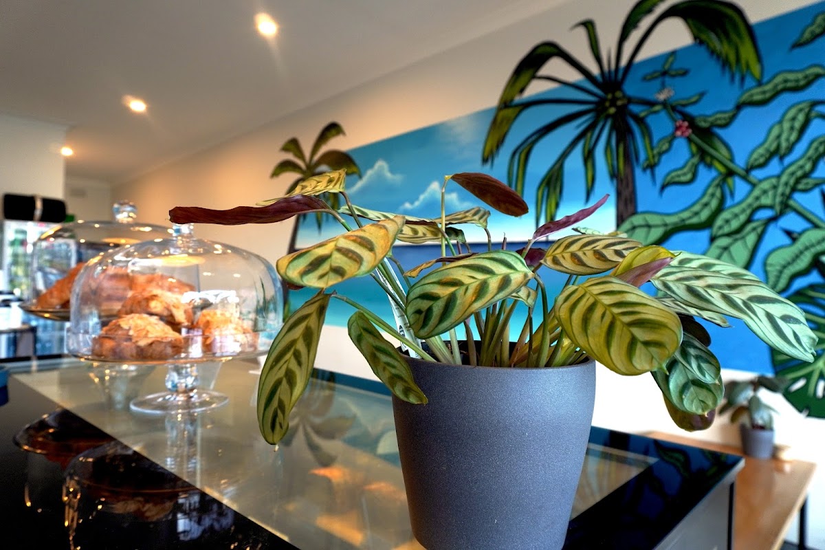 Little Gecko Boutique Cafe - 3