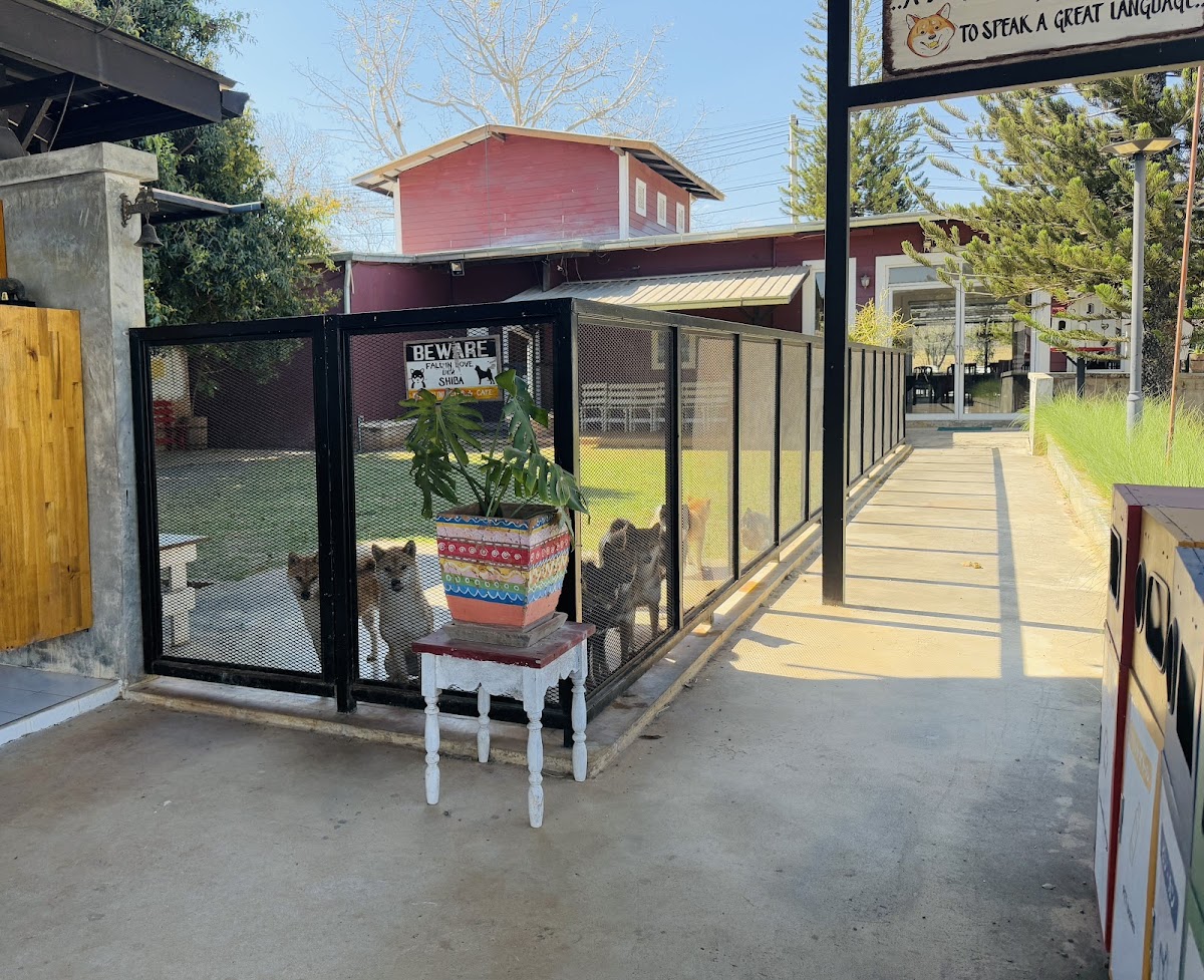 Khao Yai Shiba Café