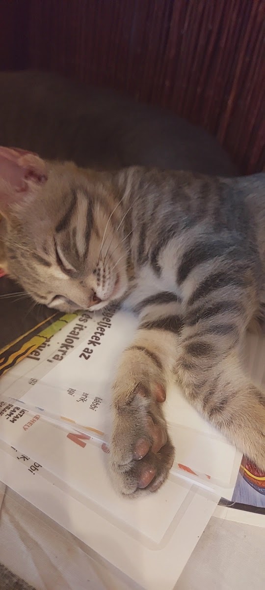 Iza Macskás Kávézója - 2