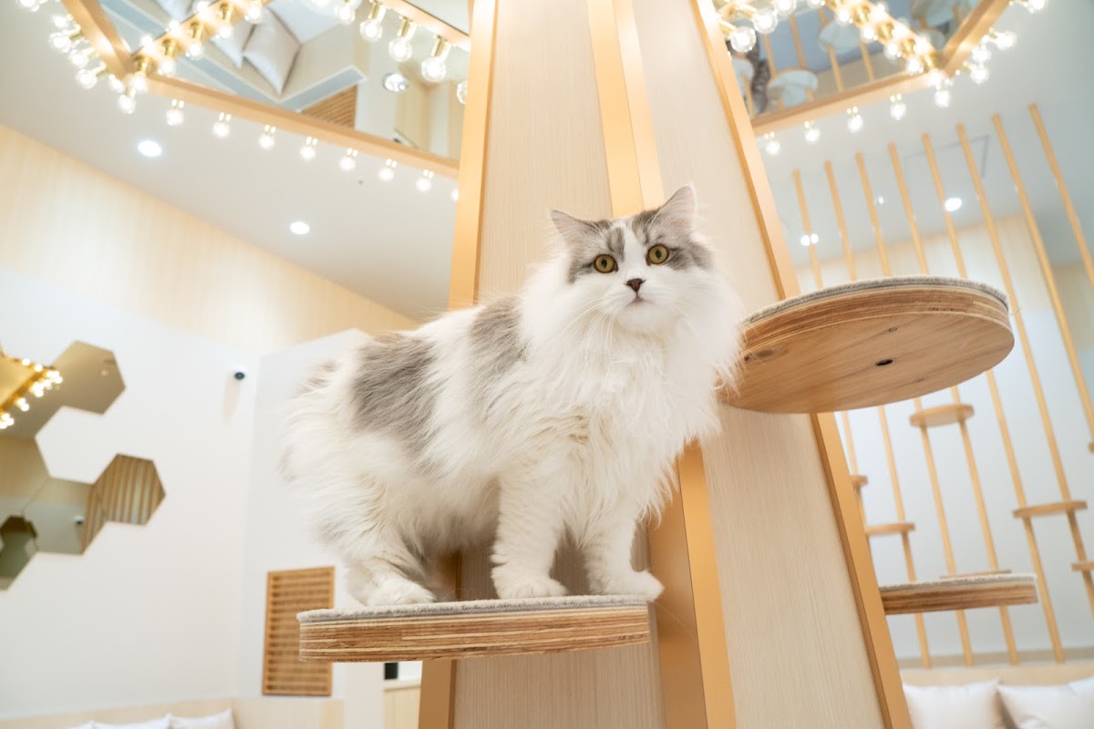 cat cafe MOCHA AEON MALL Higashikurume Store - 4