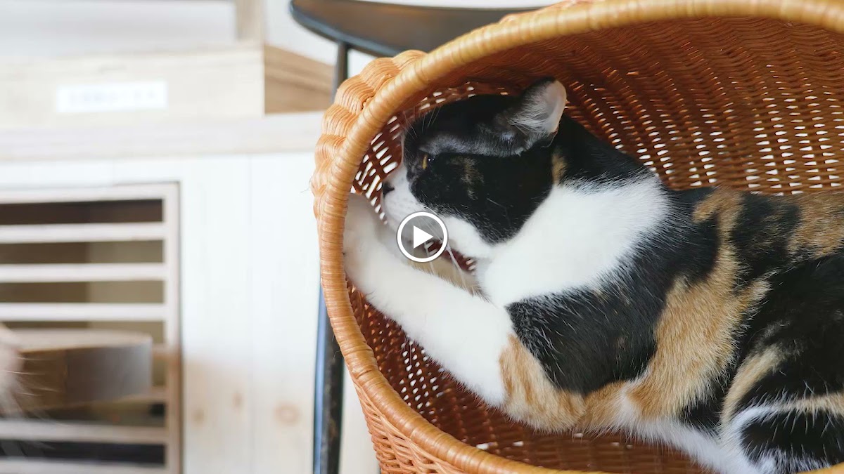 cat cafe MOCHA AEON MALL Higashikurume Store - 5