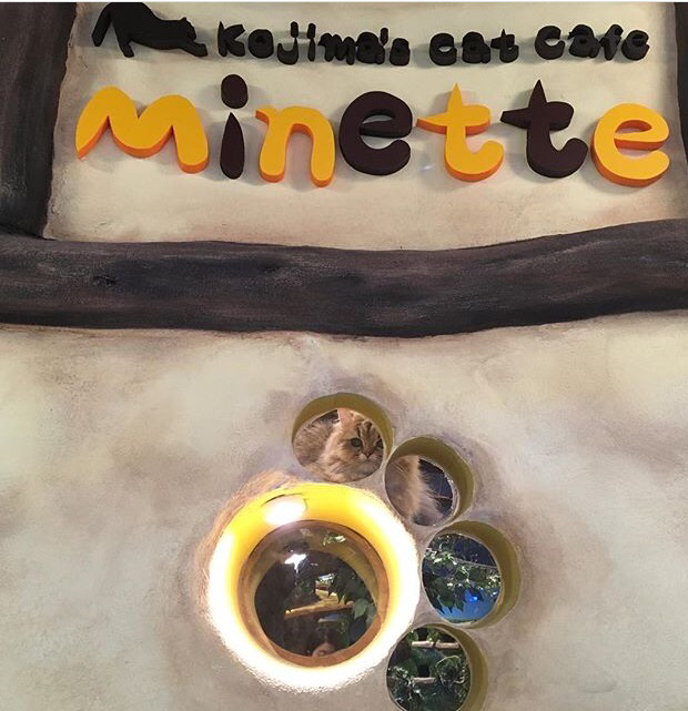 Cat Cafe minette - 2