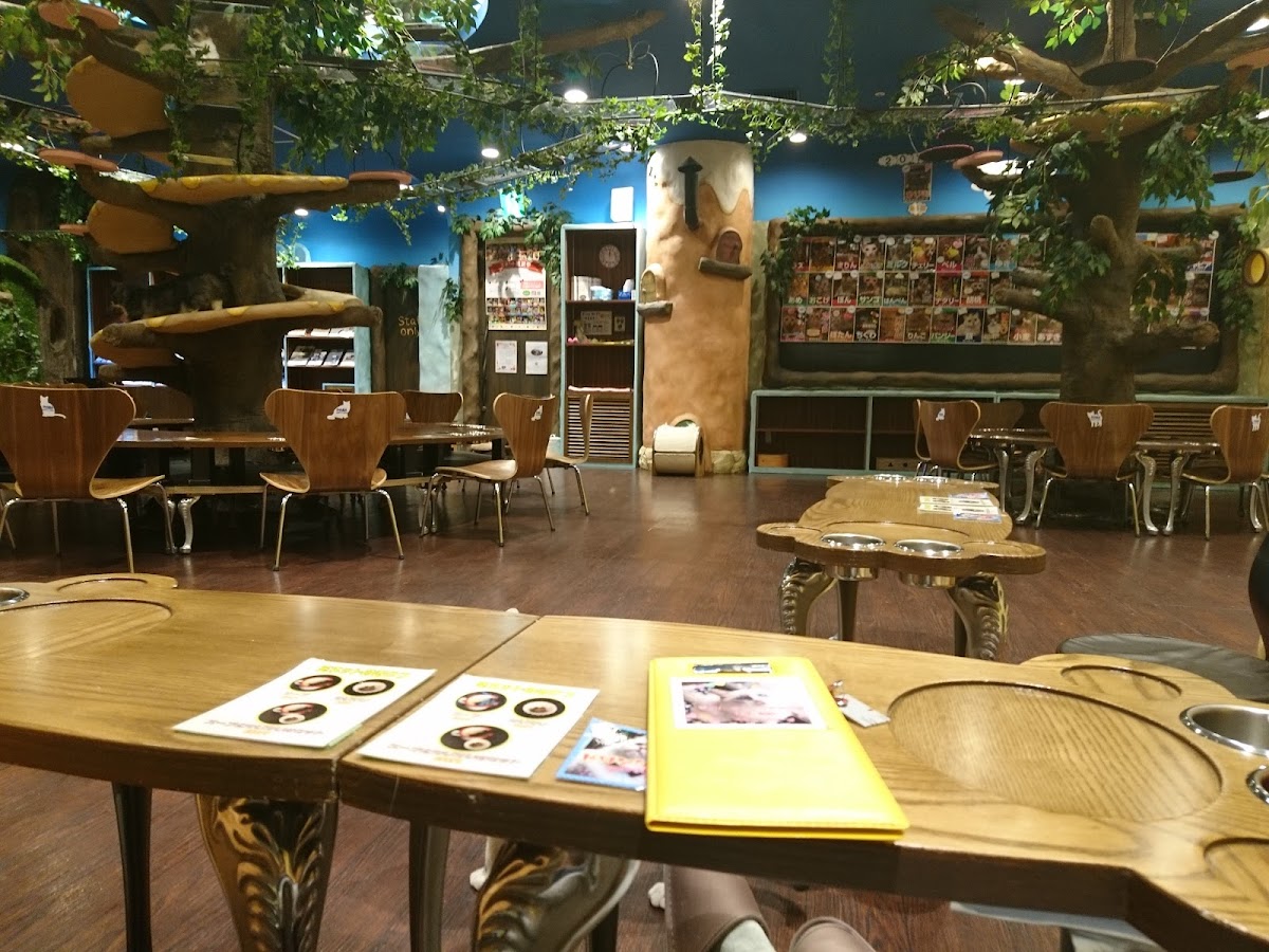 Cat Cafe minette - 4