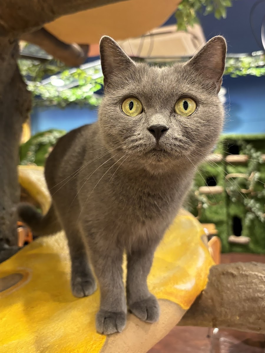 Cat Cafe minette - 7