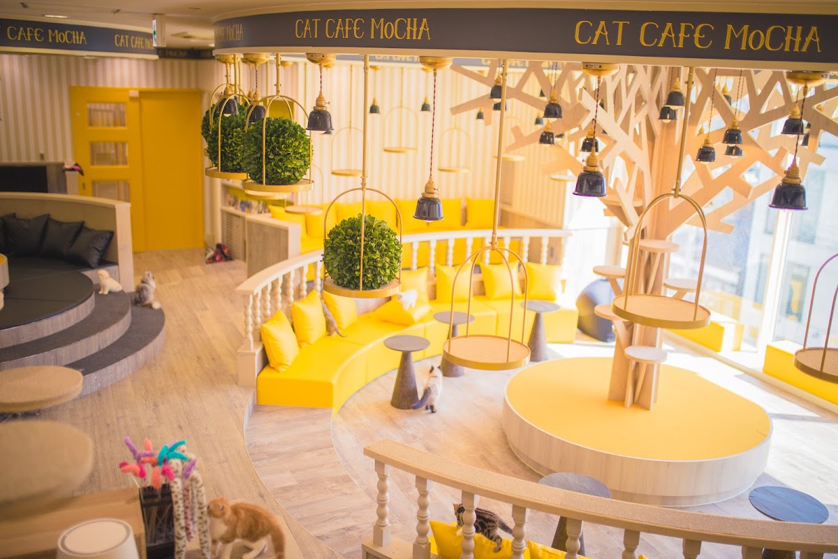 Cat Cafe MOCHA Kyoto Kawaramachi