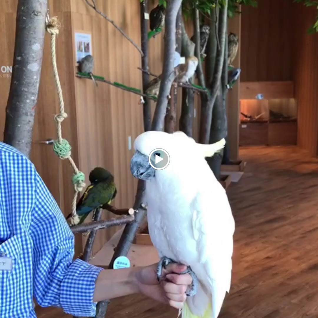 Moff animal cafe Odawara Dynacity - 2