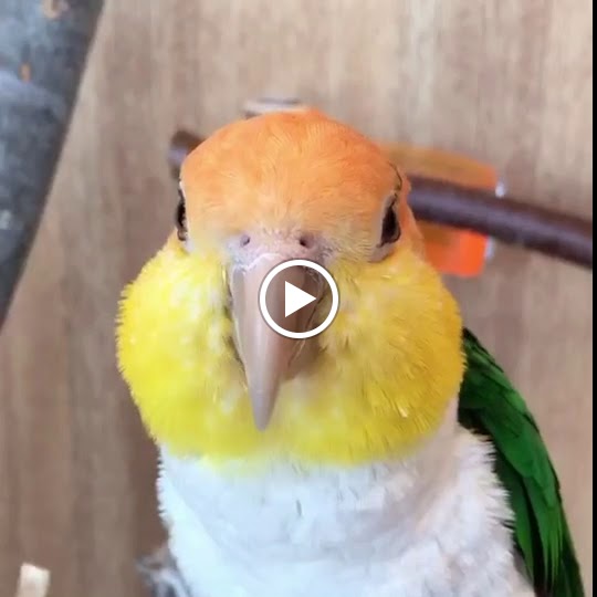 Moff animal cafe Odawara Dynacity - 5