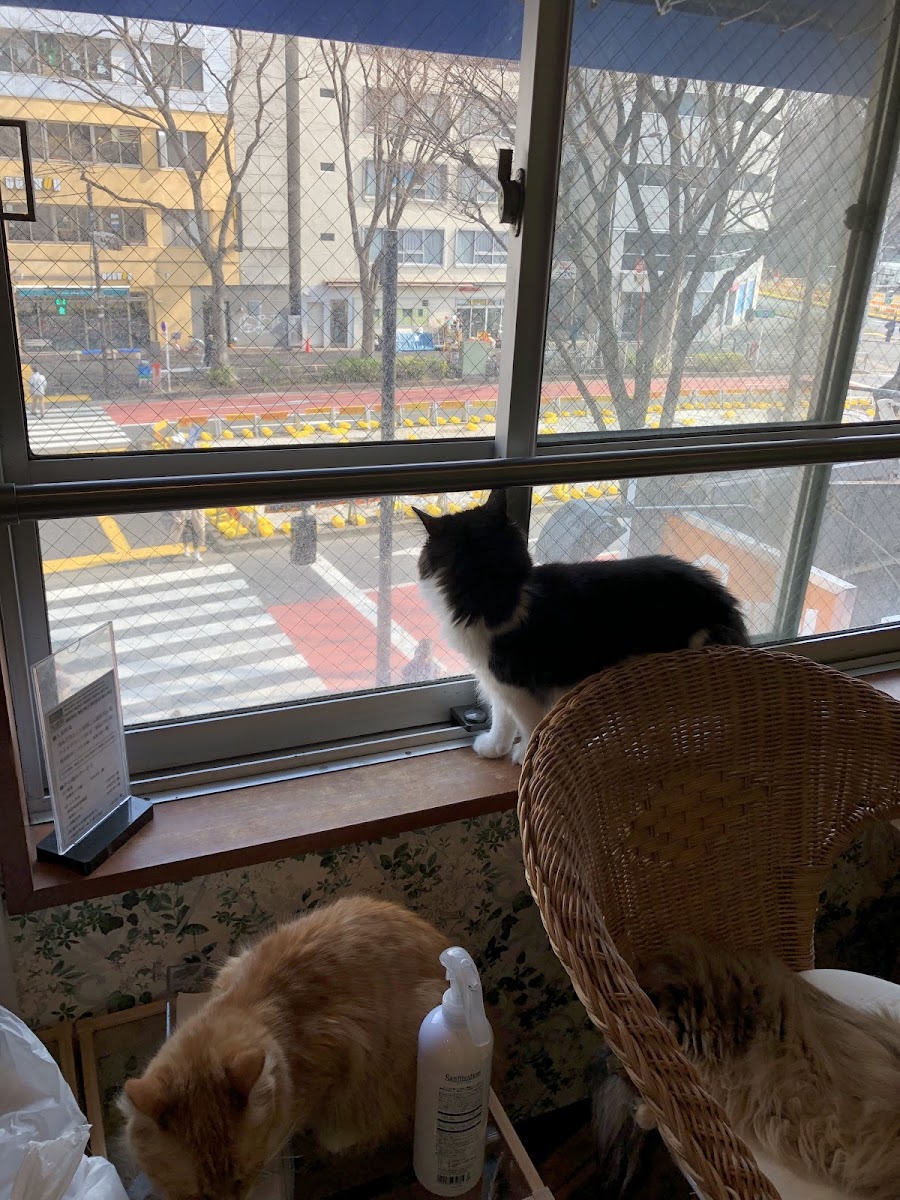 Coo and Riku petshop/cat cafe 2nd floor - 10