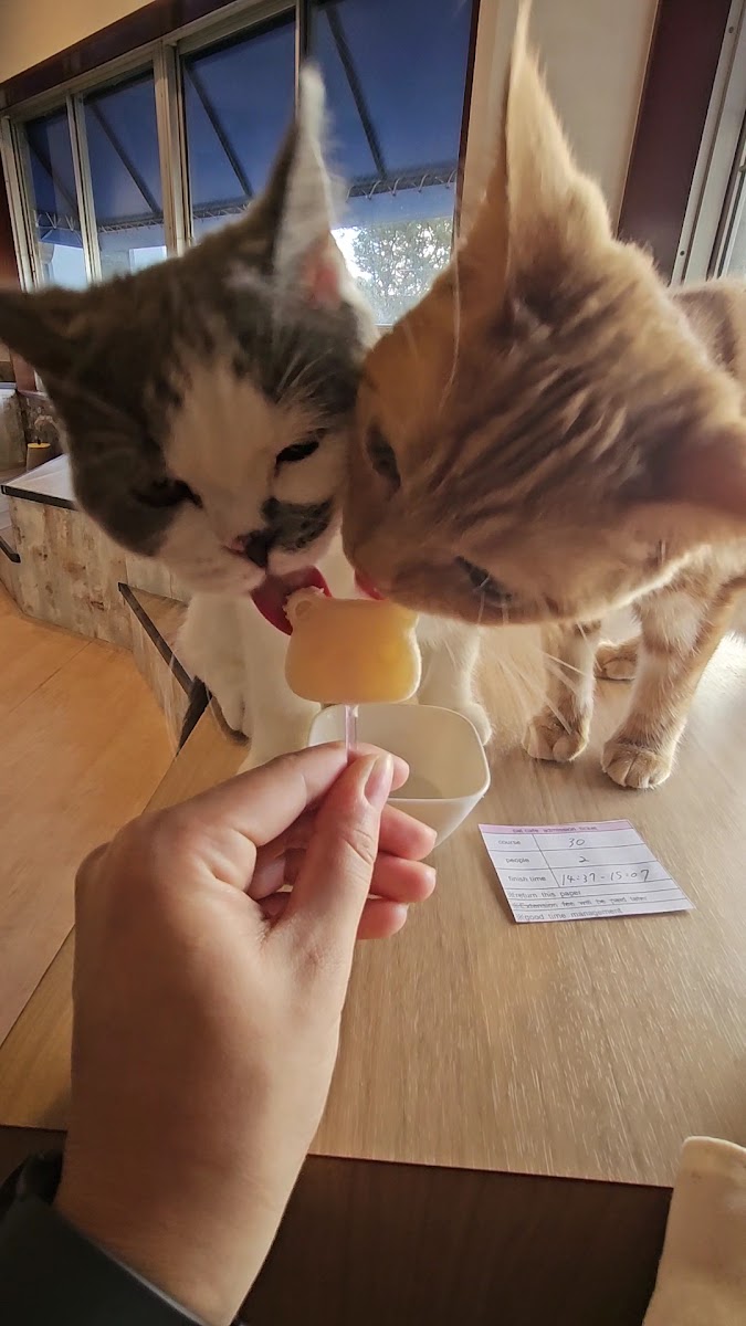 Coo and Riku petshop/cat cafe 2nd floor - 2