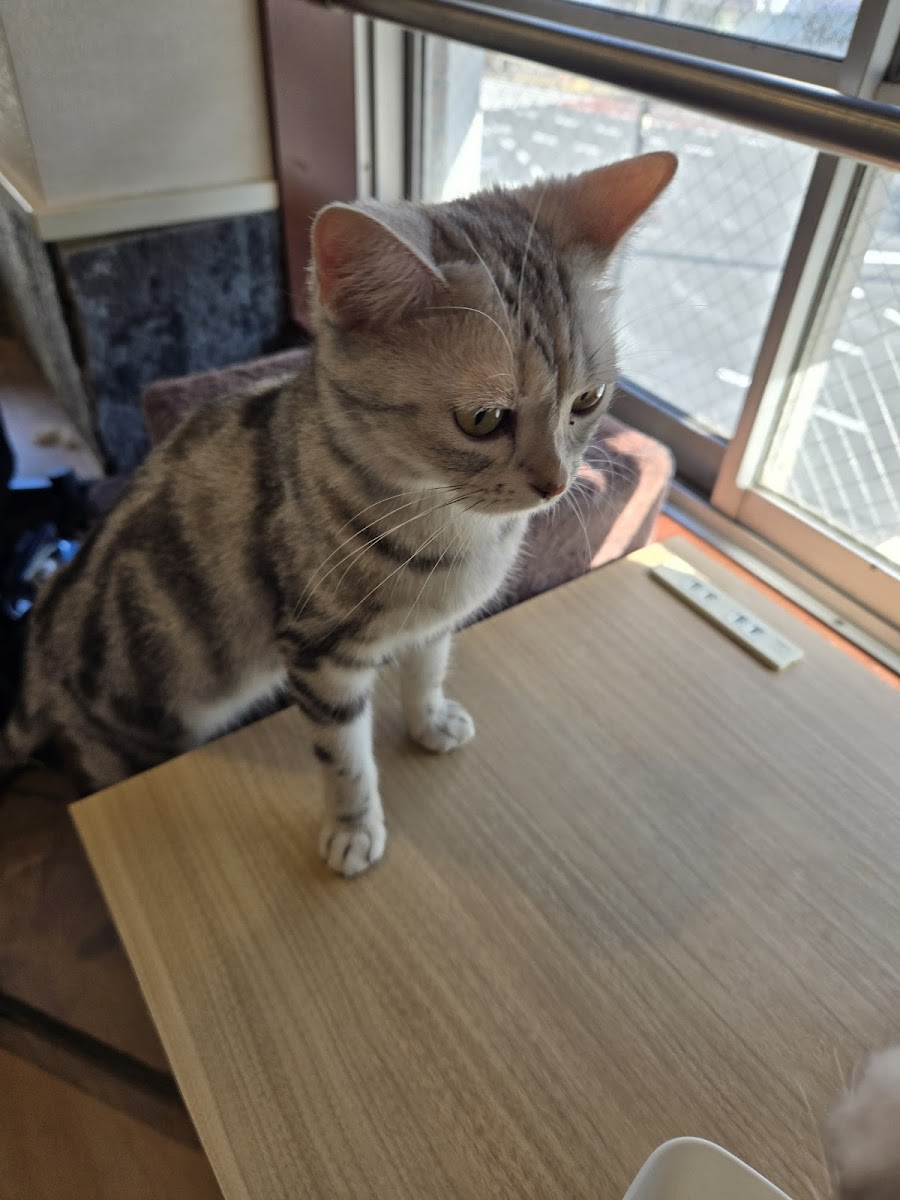 Coo and Riku petshop/cat cafe 2nd floor - 4
