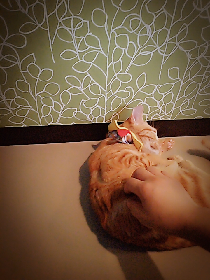 Coo and Riku petshop/cat cafe 2nd floor - 5