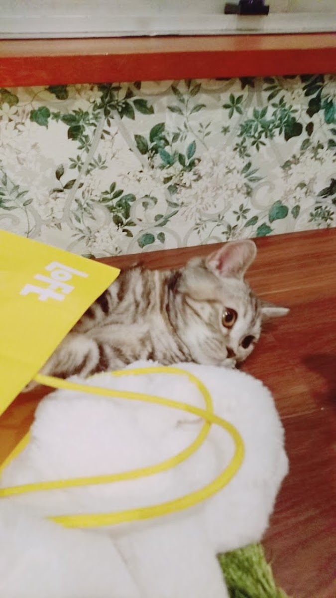 Coo and Riku petshop/cat cafe 2nd floor - 6