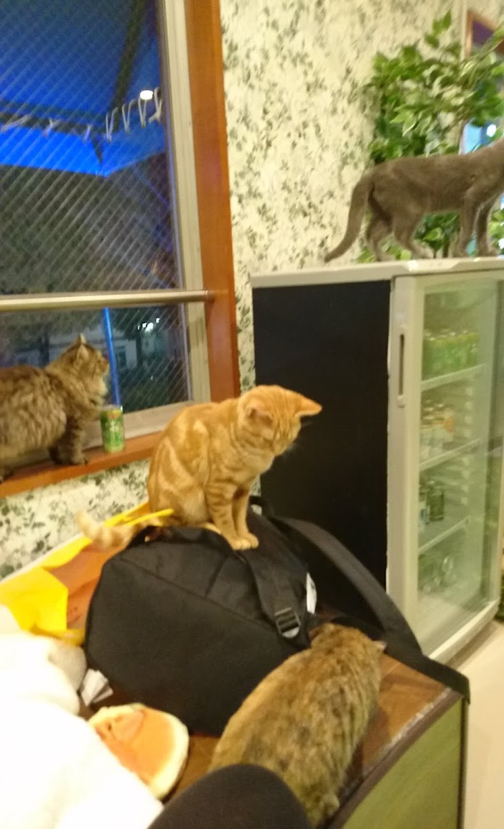 Coo and Riku petshop/cat cafe 2nd floor - 8