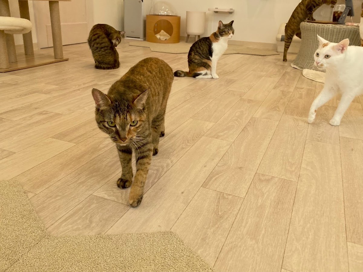 保護猫カフェ&ドッグランPorta - 4