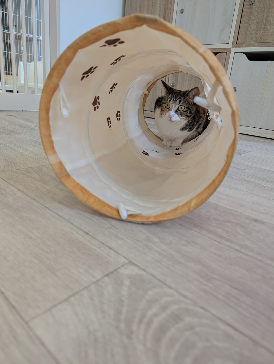 保護猫カフェ&ドッグランPorta - 5