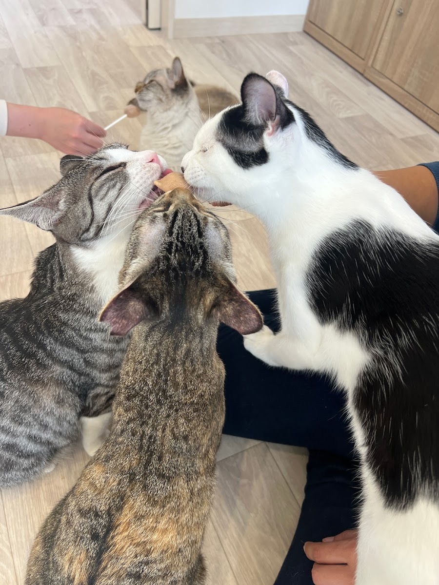 保護猫カフェ&ドッグランPorta - 7