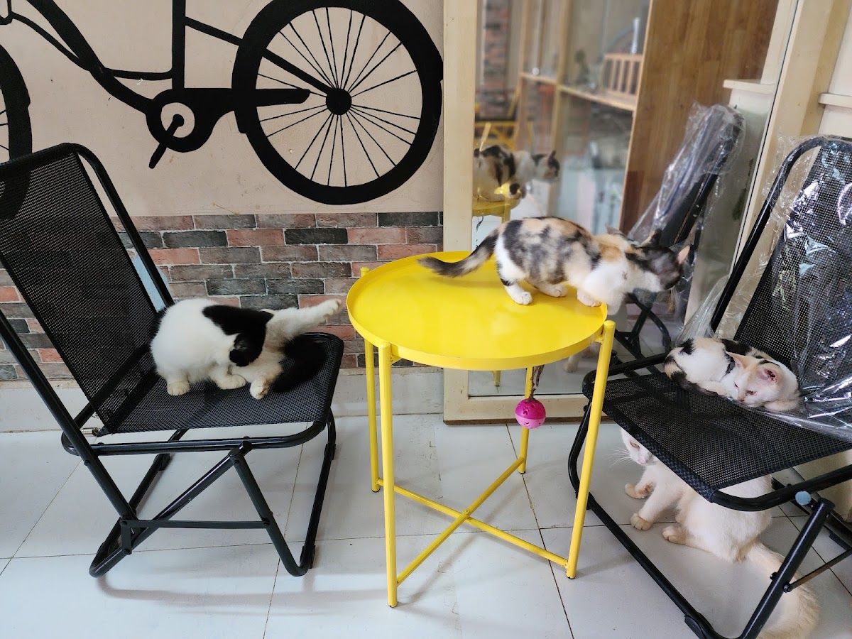 Café Mèo Cần Thơ