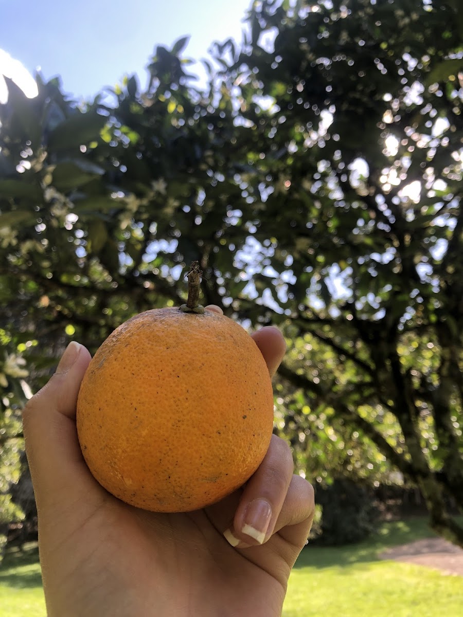 Parque picada café - 8