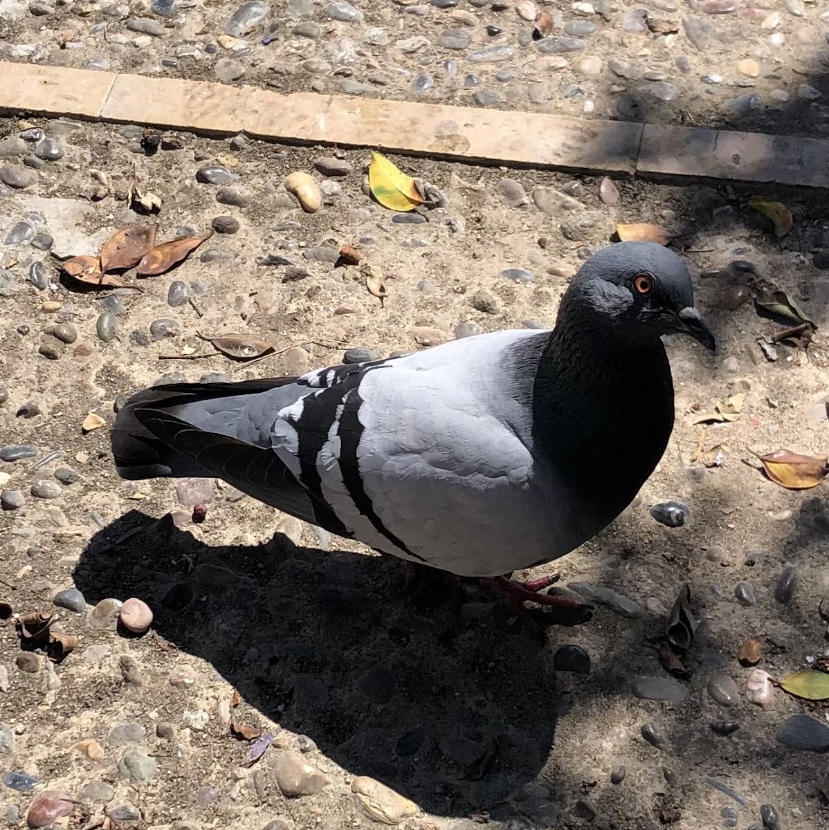 Genova69 Bar-Restaurant - 3