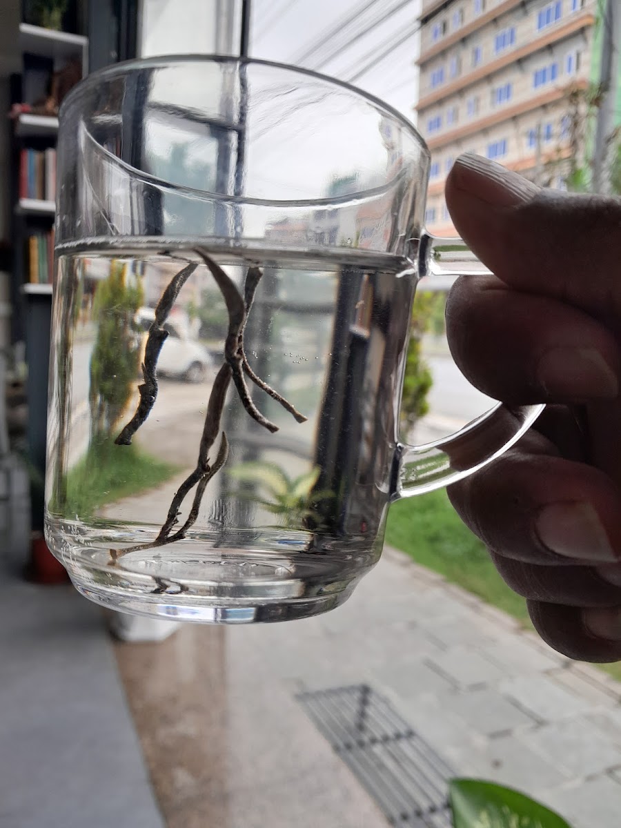 Cafe Chiya Munch - 7