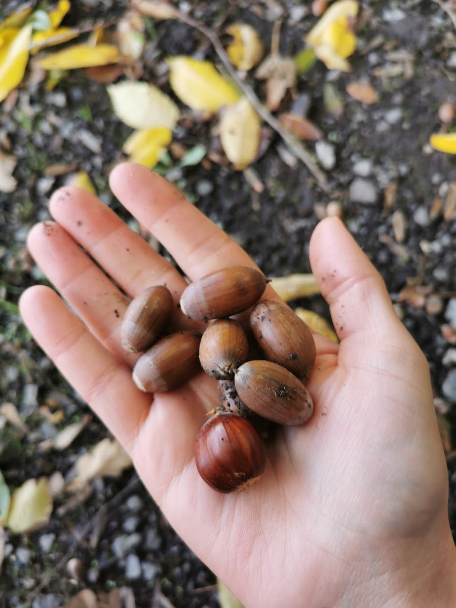 Chalet des Epines - 5