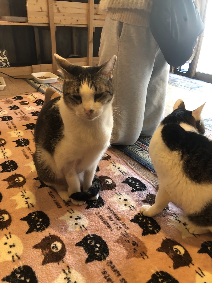 Cat Cafe Neko House Kuu - 3