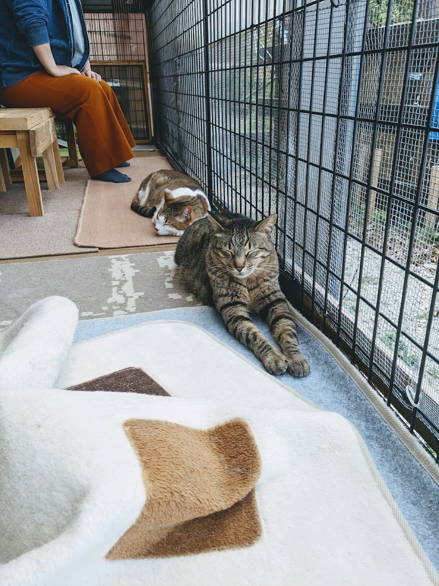 Cat Cafe Neko House Kuu - 4