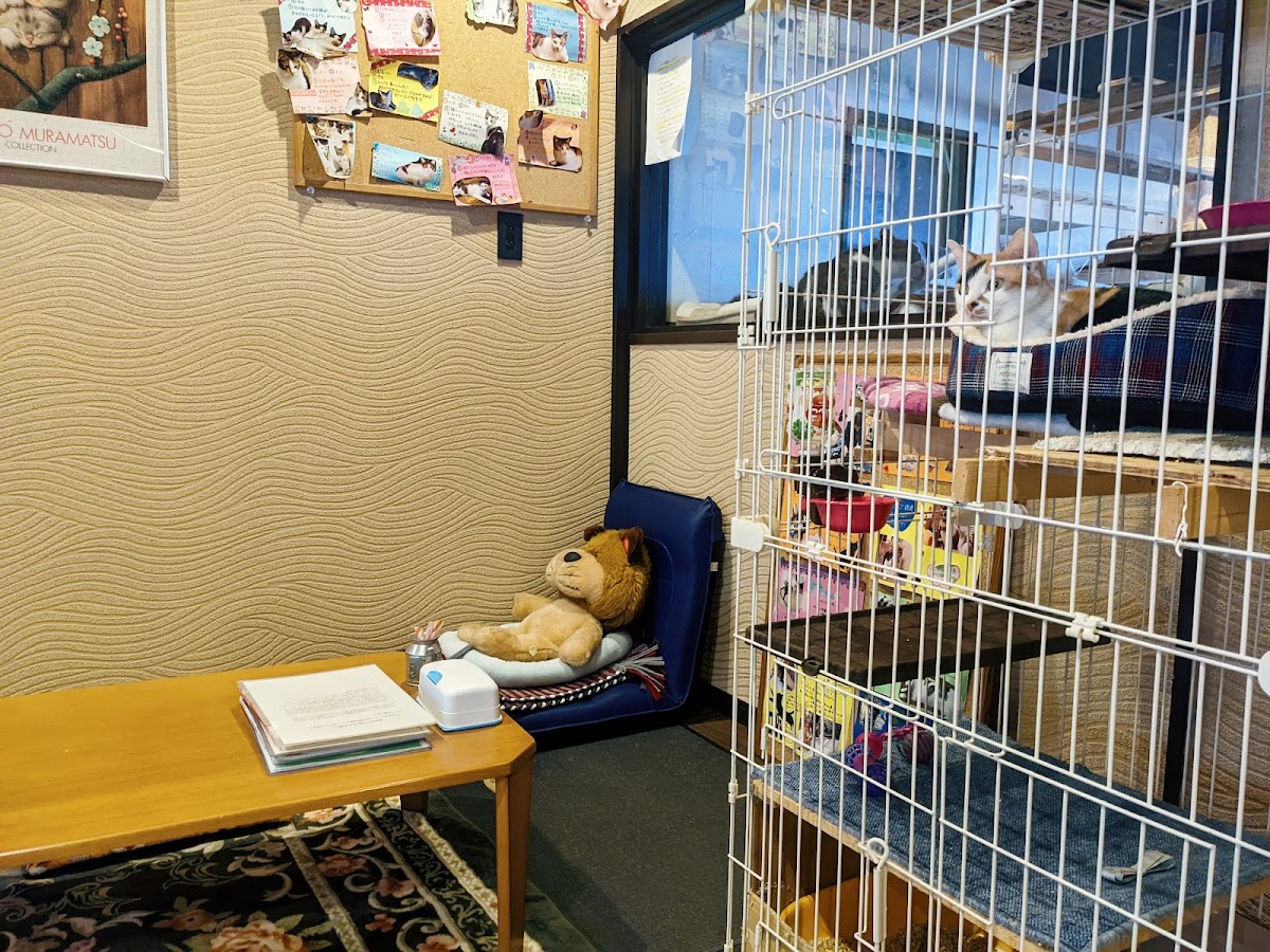 Cat Cafe Neko House Kuu - 7
