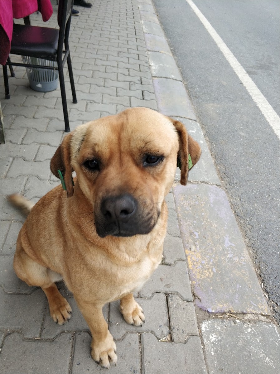 Ovayenice Köy Kahvesi - 2