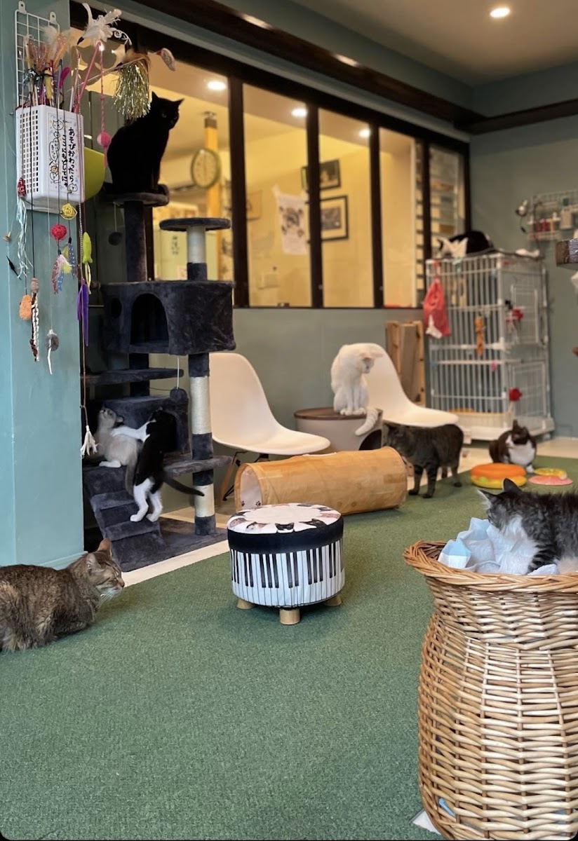 Cat Cafe MOCA