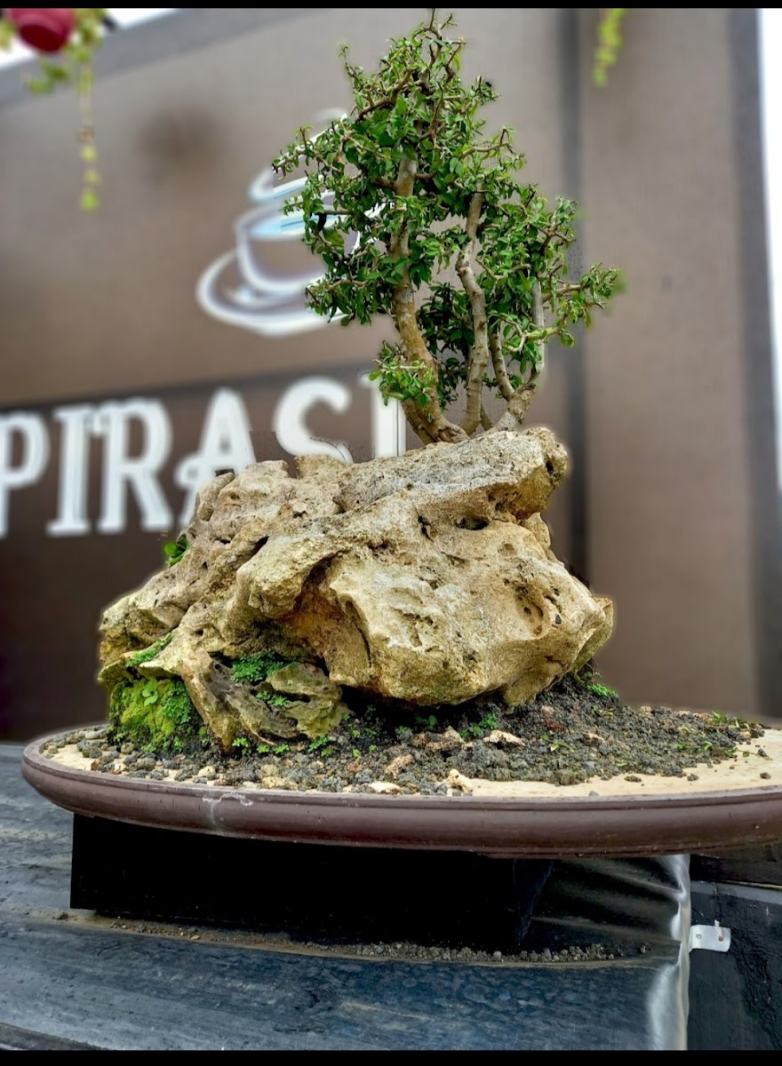 Coffe Candi Penataran - 10