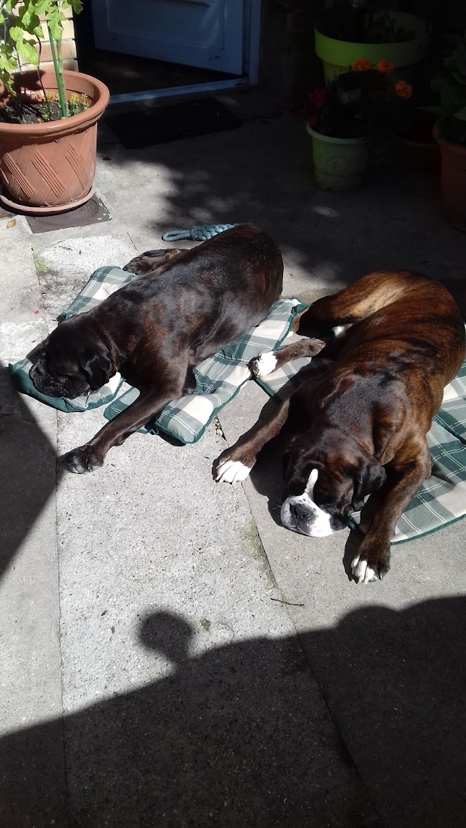 Café De Normandie - 4