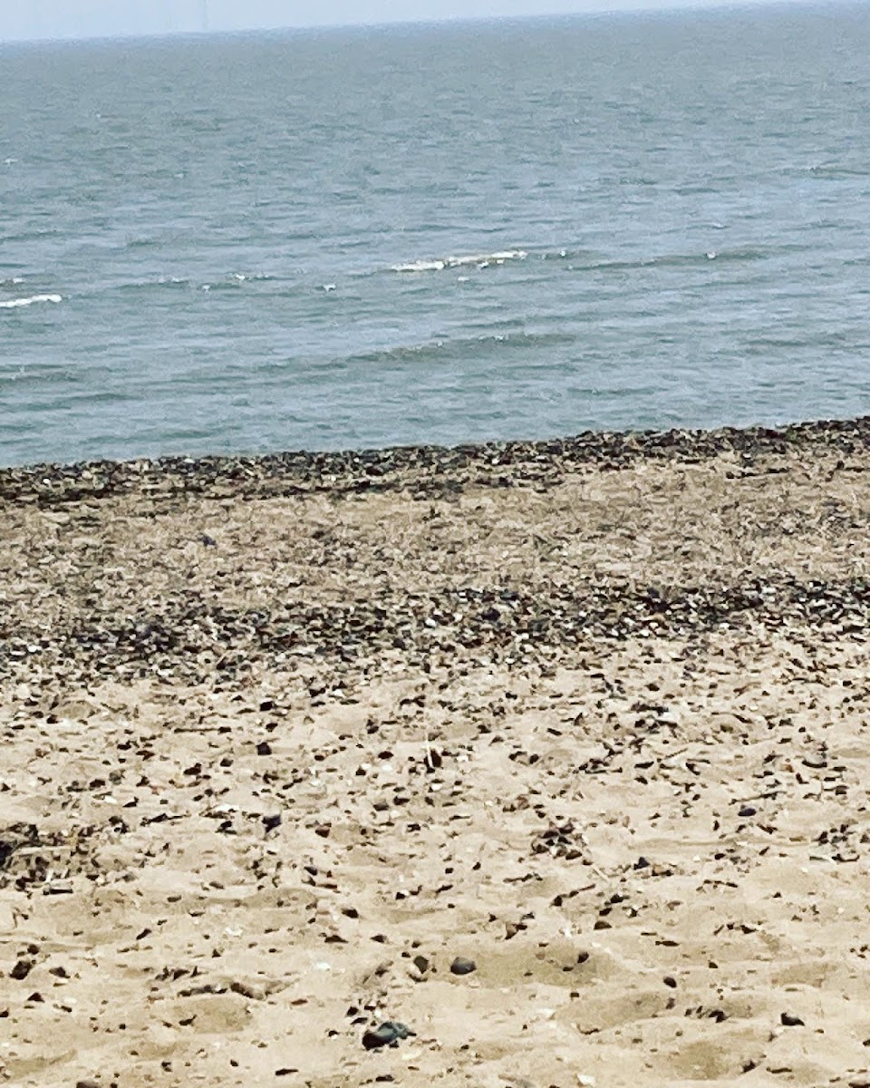 Beaches Cafe - 2