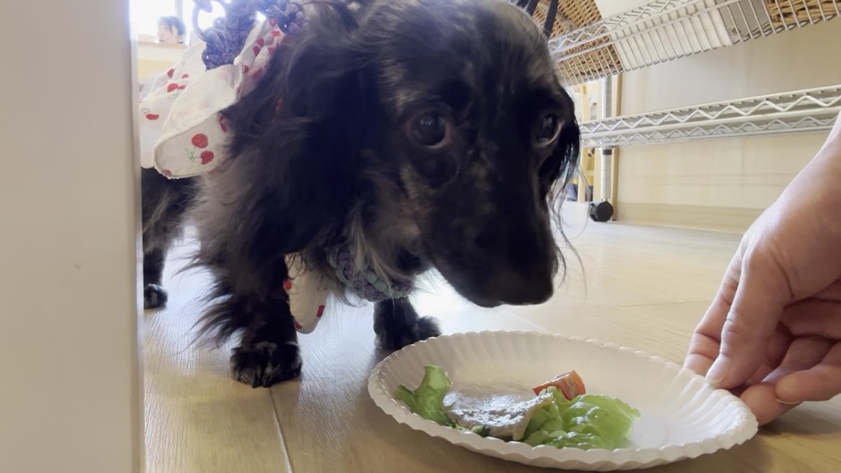 ドッグ カフェ cafe de cobi - 2