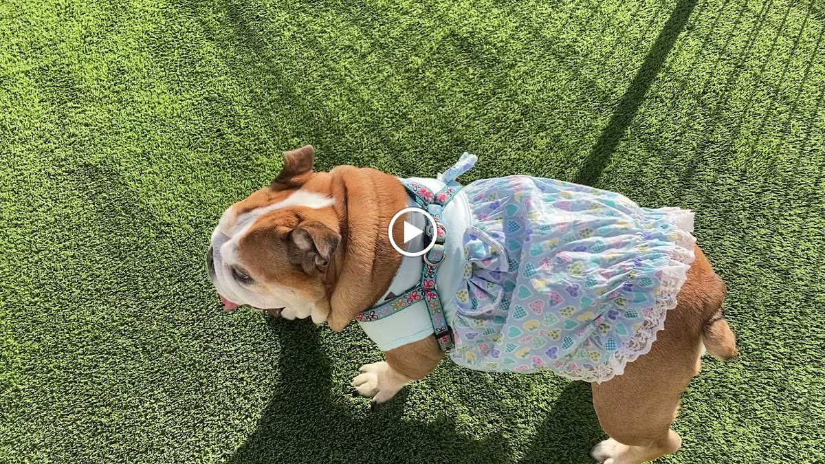 ドッグ カフェ cafe de cobi - 7