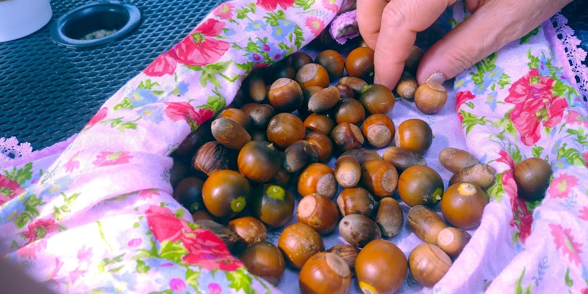 Ross Garden Cafe & Vino - 6