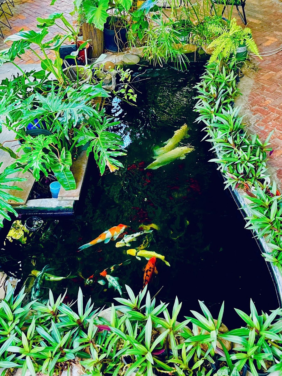 Cà Phê Của Bố 55 Nguyễn Tương - 4